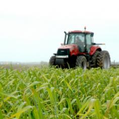 Average farm debt-to-asset ratio declining

While total debt held by farms increased from 1992 to 2011, average farm debt-to-asset ratios declined during that time according to a report on debt use by farms conducted by USDA’s Economic Research Service.
Farm Debt use decisions by farms not only affect the economic stability of the individual farm but also the larger rural community, which is why USDA ERS says policymakers, agricultural lenders and bank regulators, and other farm-industry stakeholders closely monitor farm debt trends. This study compared debt use in various categories of farms, including farm size, specialization, operator age, region and other farm characteristics. It identified two major types of farms – family farms (including small, midsize and large-scale farms) and non-family farms.
From 1992 to 2011, total farm debt increased 39 percent (adjusted for inflation). However, the debt-to-asset ratio declined from 0.13 in 1992 to 0.09 in 2011. Further, the share of highly-leveraged farms, those with a debt-to-asset ratio of greater than 0.4, has declined during the two decades the study covered.
With regard to farm size, the share of farm debt held by large-scale farms (those with a gross cash farm income, or GCFI, of $1 million or more) increased from 16 percent in 1992 to 35 percent in 2011. Additionally, during that time, the average debt held by large-scale farms increased from $684,400 to $1,165,500 (in constant 2011 dollars using the chain-type deflator). The share of debt held by small family farms (those with a GCFI of less than $350,000) decreased from 46 percent to 27 percent, and the average debt held by small family farms decreased by 9 percent from 1992 to 2011. According to the report, the value of farm production during the 20 years studied shifted similarly between small and large farms.
The report also looked at different types of specialized farms and found that dairy and poultry farms tend to be more leveraged than farms specializing in field crop, beef and hog production. According to the report, dairy and poultry farms generally face higher capital costs in order to operate or expand and thus have a higher debt use than other types of farms.
According to USDA ERS, the share of highly leveraged farms has decreased since 1993. According to the report, the share of farms with debt-to-asset ratios exceeding 0.4 was halved between 1993 and 2011. Among livestock operations, more than 8 percent had a debt-to-asset ratio between 0.41 and 0.7 in 1993 and 2 percent had a debt-to-asset ratio of greater than 0.7. In 2011, those figures dropped to less than 4 percent and 1 percent, respectively.
The agency says that more research is needed to predict how current debt use would be affected by changes in financial conditions, including a rise in interest rates, decline in farmland values, changes in farm and energy policy, and changes in international trade.
The full report is available on the USDA ERS website. 