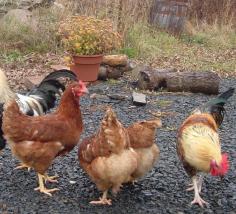 Poultry Farming<div><br></div><div><p style="margin: 0px 0px 20px; padding: 0px; border: 0px; font-family: 'Droid Sans', sans-serif; font-size: 14px; line-height: 22px; vertical-align: baseline; color: rgb(134, 134, 134); background-color: rgb(255, 255, 255);">Poultry farming means ‘raising various types of domestic birds commercially for the purpose of meat, eggs and feather production’. The most common and widely raised poultry birds are chicken. About 5k million chickens are being raised every year as a source of food (both meat and eggs of chicken). The chickens which are raised for eggs are called layer chicken, and the chickens which are raised for their meat production are called broiler chickens. The UK and USA consume more meat and eggs of chicken than other countries of the world. On an average the UK alone consumes more than 29 million chicken eggs everyday. However, in a word commercial poultry farming is very necessary to meet up the demand of animal nutrition (eggs and meat). Commercial poultry farming is also very profitable. And commercial poultry farming business is one of the traditional business ventures. Here we are describing more about the advantages of poultry farming business and the steps for running this business.</p><p style="margin: 0px 0px 20px; padding: 0px; border: 0px; font-family: 'Droid Sans', sans-serif; font-size: 14px; line-height: 22px; vertical-align: baseline; color: rgb(134, 134, 134); background-color: rgb(255, 255, 255);"><b style="margin: 0px; padding: 0px; border: 0px; font-family: inherit; font-size: inherit; font-style: inherit; font-variant: inherit; line-height: inherit; vertical-align: baseline;">Benefits of Poultry Farming</b><br>Poultry farming business has numerous benefits. As a result many farmers prefer to invest in this business. People generally establish poultry farm for the purpose of producing eggs, meat and generating high revenue from these products. Billions of chickens are being raised throughout the world as a good source of food from their eggs and meat. However, here I am shortly describing the main benefits of poultry farming.</p><ul style="margin: 0.5em 0px 0.571em 1.9em; padding: 0px; border: 0px; font-family: 'Droid Sans', sans-serif; font-size: 14px; line-height: 22px; vertical-align: baseline; list-style: square; width: 602.375px; color: rgb(134, 134, 134); background-color: rgb(255, 255, 255);"><li style="margin: 0px; padding: 0px; border: 0px; font-family: inherit; font-size: inherit; font-style: inherit; font-variant: inherit; font-weight: inherit; line-height: inherit; vertical-align: baseline;">The main benefit of poultry farming is, it doesn’t require high capital for starting. You need just basic capital to start raising poultry. And most of the poultry birds are not costly enough to start raising.</li><li style="margin: 0px; padding: 0px; border: 0px; font-family: inherit; font-size: inherit; font-style: inherit; font-variant: inherit; font-weight: inherit; line-height: inherit; vertical-align: baseline;">Poultry farming doesn’t require a big space unless you are going to start commercially. You can easily raise some birds on your own backyard with one or numerous coops or cages. So, if you are interested in poultry farming, then you can easily do it on your own backyard with several birds.</li><li style="margin: 0px; padding: 0px; border: 0px; font-family: inherit; font-size: inherit; font-style: inherit; font-variant: inherit; font-weight: inherit; line-height: inherit; vertical-align: baseline;">Commercial poultry farming business also ensure high return of investment within a very short period. Some poultry birds like broiler chickens take shorter duration of time to mature and generating profit.</li><li style="margin: 0px; padding: 0px; border: 0px; font-family: inherit; font-size: inherit; font-style: inherit; font-variant: inherit; font-weight: inherit; line-height: inherit; vertical-align: baseline;">Poultry farm structures do not require high maintenance. You can minimize diseases and illness in poultry by following proper hygiene and care. Diseases are less in some poultry birds like quails, turkeys etc.</li><li style="margin: 0px; padding: 0px; border: 0px; font-family: inherit; font-size: inherit; font-style: inherit; font-variant: inherit; font-weight: inherit; line-height: inherit; vertical-align: baseline;">In most cases, you don’t need any licence. Because almost all types of poultry birds are domestic. Although, if you need licence from the relevant authority it is also easy for poultry.</li><li style="margin: 0px; padding: 0px; border: 0px; font-family: inherit; font-size: inherit; font-style: inherit; font-variant: inherit; font-weight: inherit; line-height: inherit; vertical-align: baseline;">Poultry provides fresh and nutritious food and has a huge global demand. Global consumers of poultry products prefer them due to their nutrients and freshness. Poultry products are not much expensive and most of the people can afford those.</li><li style="margin: 0px; padding: 0px; border: 0px; font-family: inherit; font-size: inherit; font-style: inherit; font-variant: inherit; font-weight: inherit; line-height: inherit; vertical-align: baseline;">Marketing poultry products is very easy. There is an established market for poultry products in almost all places of the world. So, you don’t have to think about marketing your products. You can easily sell the products in your nearest local market.</li><li style="margin: 0px; padding: 0px; border: 0px; font-family: inherit; font-size: inherit; font-style: inherit; font-variant: inherit; font-weight: inherit; line-height: inherit; vertical-align: baseline;">Poultry farming creates income and employment opportunities for the people. Unemployed educated youth can easily create a great income and employment opportunity for them by raising poultry commercially. Women and students can also do this business along with their daily activities.</li><li style="margin: 0px; padding: 0px; border: 0px; font-family: inherit; font-size: inherit; font-style: inherit; font-variant: inherit; font-weight: inherit; line-height: inherit; vertical-align: baseline;">Almost all bank approve loans for this types of business venture. So, if you want to start this business commercially, then you can apply for loans to your local banks.</li><li style="margin: 0px; padding: 0px; border: 0px; font-family: inherit; font-size: inherit; font-style: inherit; font-variant: inherit; font-weight: inherit; line-height: inherit; vertical-align: baseline;">There are many more benefits of poultry farming along with the above mentioned benefits. Start raising and you will gradually learn everything.</li></ul></div>