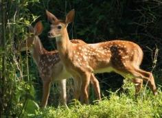 Deer & other wild critters can be a big nuisance in the garden... but then you read a story like this and are reminded of just how amazing animals can be! #touching #inspirational