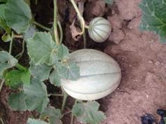 We have melons coming in  here at Becker Farms!