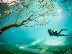 Amasing Photage of Submerged Park in Green Lake, Tragöss, Austria. It's hard to believe it's real!