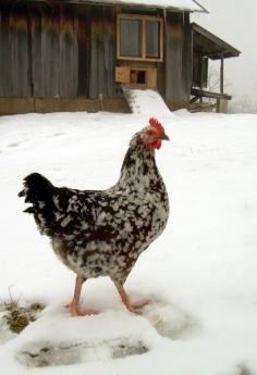 Cold weather chickens – 8 things NOT to do to in winter!!...Personally, I think over-warming the coop should be #1 ~ the warmer the coop, the colder it seems outside & the harder it is to acclimate to that cold.  blog.mypetchicken...