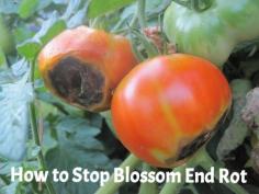 How to Stop Blossom End Rot