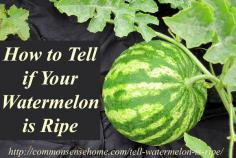 How to Tell if a Watermelon is Ripe - 4 clues to look for to tell if your garden or store watermelon is red, ripe, and ready to pick.