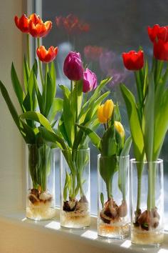 Alternative Gardning: How to grow tulip bulbs indoors