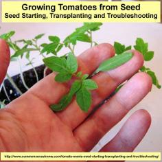 Tomato Mania - Seed Starting Basics, Transplanting and Troubleshooting - Grow your favorite varieties at a fraction of the cost.  #tomatoes #seedstarting
