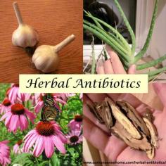 Herbal antibiotics have long been used by herbal healers to ward off colds and flu, clear infections and speed wound healing. Top 15 herbal antibiotics.