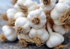 Fall is an important time for growers of garlic. Savvy garlic growers know that cloves planted in the fall yield larger bulbs than those planted in the spring.