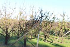 Fruits Farm Address

731 Canning Road Carmel
6076 Western Australia