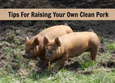 Tips for raising pigs - grow your own clean pork. Podcast interview with Jenna from the Flip Flop Barnyard #homestead #pigs #podcast