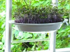 Grow tiny gardens of nutritious micro-greens in your window with these kits