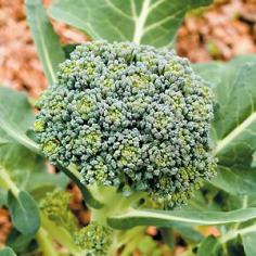 How to Grow Broccoli