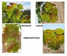 Grapevine Red Blotch Disease Threatens Pinot Noir & Other Grapes | The PinotFile: Volume 9, Issue 48 #wine #winery #winetasting #wineeducation