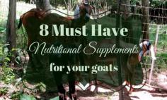 8 Must have nutritional supplements for goats