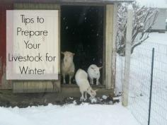 Tips to Prepare Your Livestock for Winter