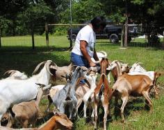 #goatvet is envious of these USDA grants to help pay for goat fencing for rotational grazing.