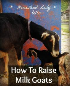 How to raise milk goats - Podcast