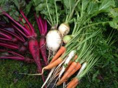 Winter root crops have become super-sweet, accumulating natural antifreeze in the cold temperatures.