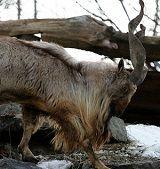 #goatvet is please that the wild mountain goat in Pakistan has been downlisted from endangered to threatened status under the Endangered Species Act (ESA)