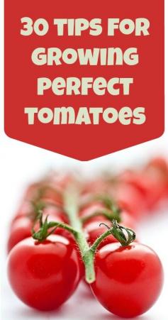 30 Tips for Growing Perfect Tomatoes