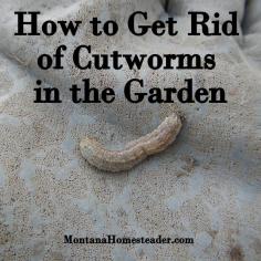 
                    
                        Cutworms
                    
                