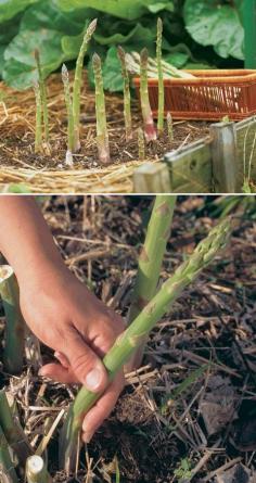 How to grow asparagus plants