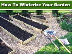 
                    
                        How To Winterize Your Garden #gardening #homesteading
                    
                