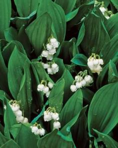 Fragrant Plants for Pathways | Lily of the Valley