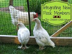 
                    
                        Integrating New Chickens into the Flock: "The Playpen Method"
                    
                