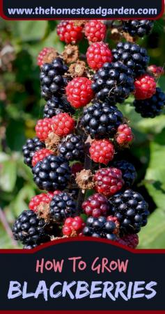 
                    
                        Learn how to grow blackberries in this post. These delightful berries, if properly cared for, can give you a delightfully delicious crop of berries for years to come.
                    
                