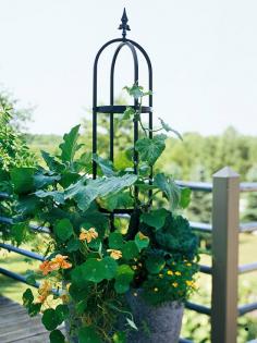 You can also give vines such as cucumber, beans, or peas an upright support such as this obelisk. By letting vines grow up, there's space in the container to grow trailing plants such as nasturtium and fillers such as kale, signet marigolds, and eggplant.