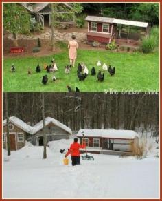 
                    
                        The Homestead Survival | Surviving Winter with Homesteading Chickens | Homesteading - Chicken - thehomesteadsurvi...
                    
                