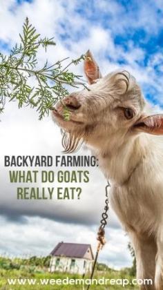 
                    
                        What do goats really eat? This is my favorite backyard farming site! Pinned for Jonas, in case he ever gets the bug again to ask for a goat for his birthday!
                    
                