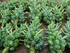 
                    
                        Raven's Herb and Garden Journey: How to Grow Brussels Sprouts
                    
                