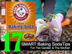 
                    
                        baking-soda-garden-kitchen-tips
                    
                