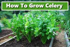 How To Grow Celery #gardening #homesteading