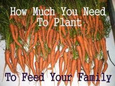 
                    
                        New Life On A Homestead » Blog Archive How Much Should I Plant To Feed My Family For A Year?
                    
                