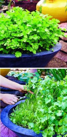 
                    
                        Alternative Gardning: Continuous cilantro growing method
                    
                