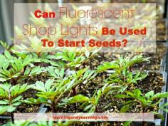 
                    
                        Can Fluorescent Shop Lights be Used to Start Seeds?
                    
                
