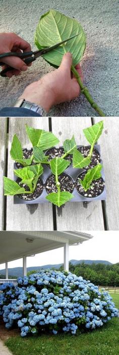 
                    
                        Alternative Gardning: Rooting hydrangea cuttings
                    
                