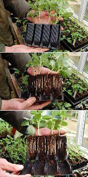 
                    
                        Root Trainers Rootrainers cell book propagators Tray Seeds
                    
                