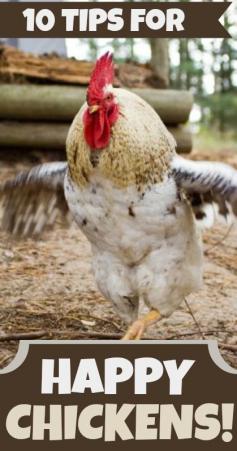 
                    
                        10 Tips for Happy Chickens
                    
                