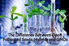 
                    
                        The Difference Between Open Pollinated Seeds, Hybrids and GMOs
                    
                