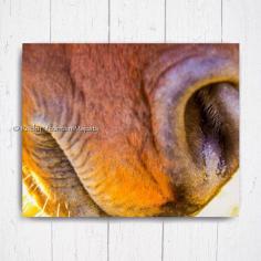 
                    
                        Horse Muzzle Instant Download Printable by RockyMountainMajesty
                    
                