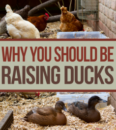 Why You Should Be Raising Ducks Opposed to Chickens