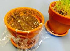 
                    
                        Construct your own mini greenhouse by placing seeds in a pot and tightly covering the pot with plastic wrap. The seal helps keep the soil moist, which in turn helps seeds sprout faster. Lift the edge of the plastic wrap every day to let in some fresh air and prevent mold.
                    
                