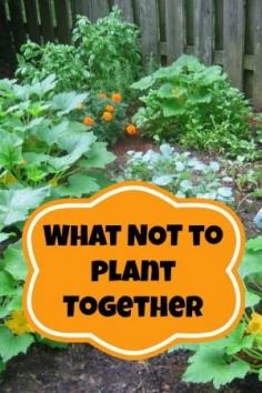 
                    
                        Often times when we talk about Companion Planting we discuss the plants that should always be planted side-by-side in our gardens. I’m here to give you the dish on what plants to NOT plant together when you are companion planting!
                    
                
