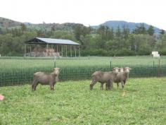 
                    
                        MSU organic farming study finds diverse benefits using sheep in cover crop termination
                    
                