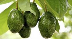 
                    
                        AvoSeedo - Grow your own Avocado Tree with ease! by Daniel Kalliontzis — Kickstarter
                    
                