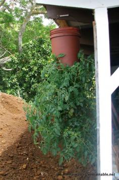 
                    
                        DIY upside tomato planter
                    
                